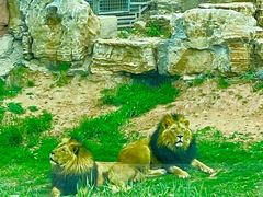 -鄂尔多斯野生动物园