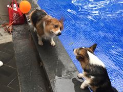 -上海崇明金茂凯悦酒店