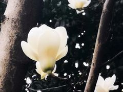 -鸿恩陶然大观园