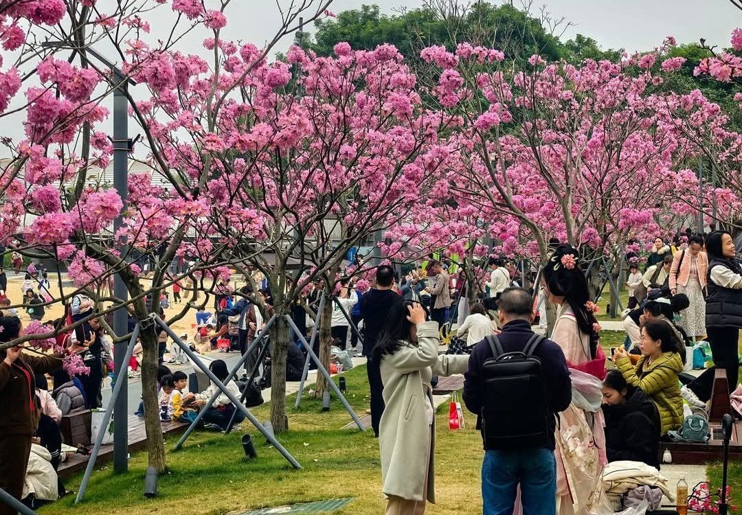 深圳南山的樱花盛景