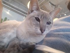 -Cappucimeow猫咪咖啡馆(韦伯时代店)