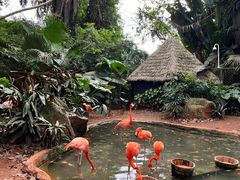 -海南热带野生动植物园