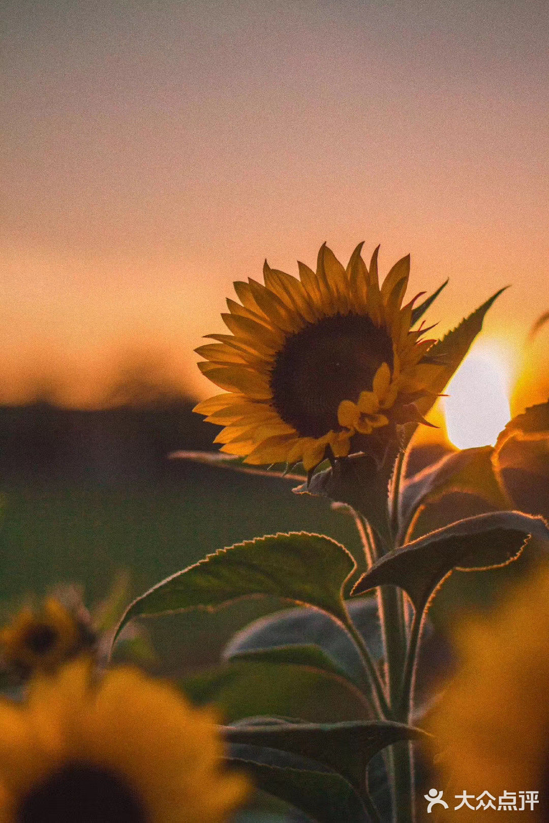 向日葵🌻
