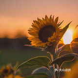 向日葵🌻