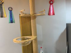 -猫十亿·布偶金渐层·曼基康矮脚猫舍(青年路店)