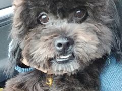 -佳百利宠物(荣乐中路115弄小区店)