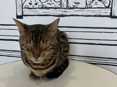 -白夜2D咖啡馆