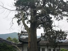 -司徒庙