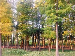 -上海长兴岛郊野公园