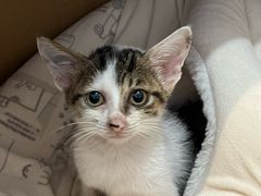 -御宝贝·A梦猫科宠物医院(国际猫友好医院)