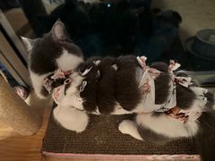 -良伴无忧宠物医院(泰欣嘉园店)