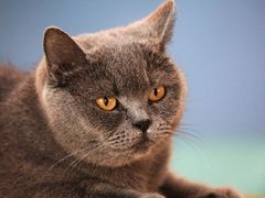 -猫咪咖啡·猫咖(万达广场店)