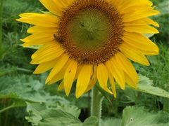 iphone_upload_pic-田园东方蜜桃村的田野营地
