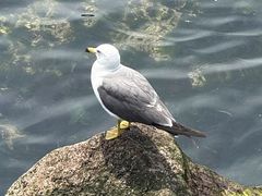 -海驴岛(荣成市)