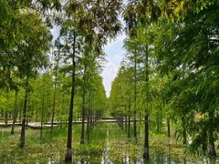 -泗洪洪泽湖湿地景区