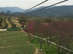 -天适樱花悠乐园