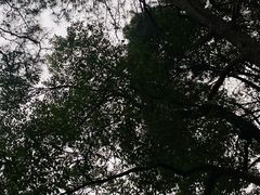 -水杉园
