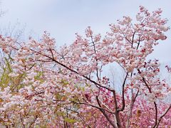 -合肥滨湖国家森林公园