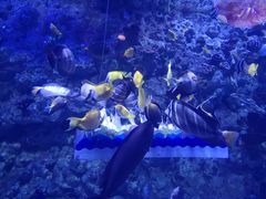 -烟台海昌鲸鲨海洋公园