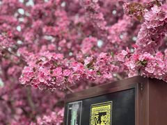 -海棠花溪(元大都城垣遗址公园)