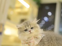 -柚子猫舍·精品猫舍购猫·猫咪认养·购宠·宠物店