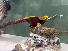 -国家自然博物馆