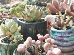 -桂林市花鸟市场