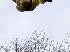 -新江湾城公园