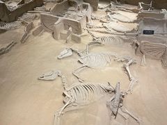 -洛阳周王城天子驾六博物馆