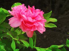 -莲花池公园