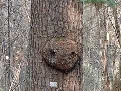 -五营红松林海景区