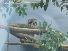 -青藏高原野生动物园