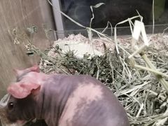 -藦茜花园宠物主题亲子互动体验馆(国顺东路店)