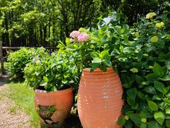 -上海共青森林公园