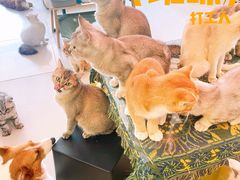 -平行世界·猫咖(首经贸店)