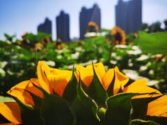 -长白岛森林公园