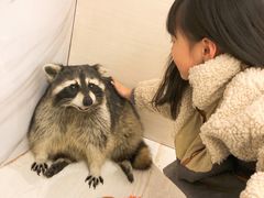 -浣熊柯尔鸭土拨鼠·电玩咖