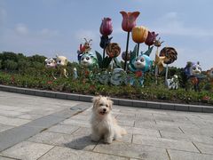 -上海鲜花港