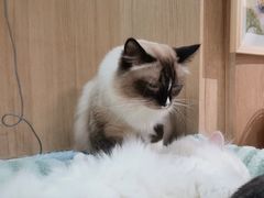 -MOCHA明星猫咖(田子坊店)