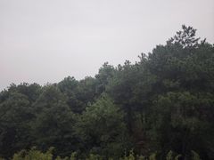 -铁山坪森林公园