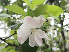 -海棠花溪(元大都城垣遗址公园)