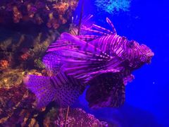 -暹罗海洋世界