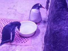 -暹罗海洋世界