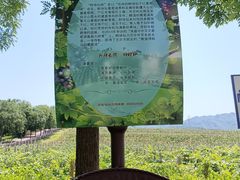 -北京张裕爱斐堡酒庄