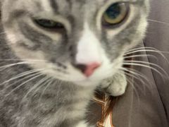 -福懋动物医院·犬猫全科·外科·重症科(杏林分院)