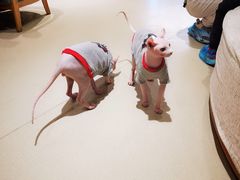 -藏猫猫咖啡主题馆(中央大道店)