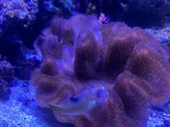 -暹罗海洋世界