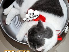 -MOCHA明星猫咖(田子坊店)