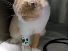 -纳吉亚猫专科动物医院博雅分院