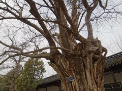 -苏州文庙(姑苏区)